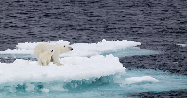 GettyImages-155141288-polar-bear-1200x630-2.jpg