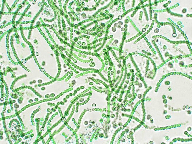 cyano.jpg