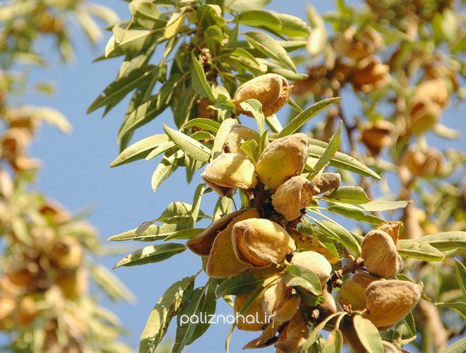 درخت بادام اسرائیلی