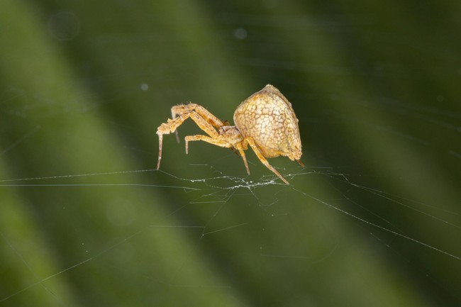 spider-web-2.jpg