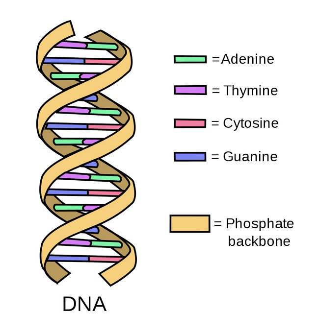 لوک‌های تشکیل دهنده DNA