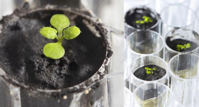 رشد گیاه در خاک ماه