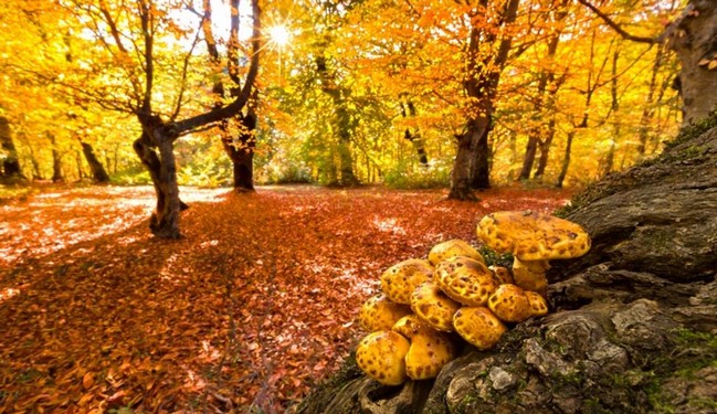 بهترین برنامه برای عکس گرفتن زیبا