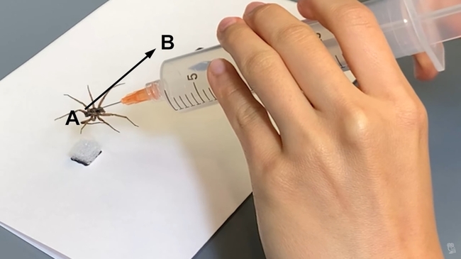 ربات مرده عنکبوت