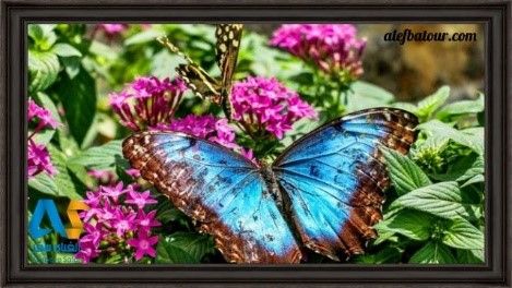 باغ پروانه‌های استوایی قونیه