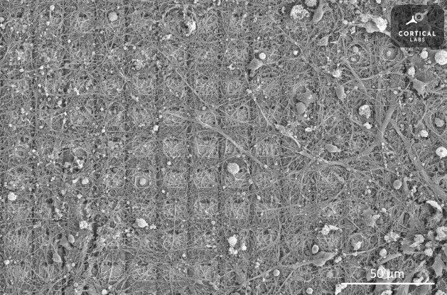 نمای میکروسکوپی پردازنده DishBrain
