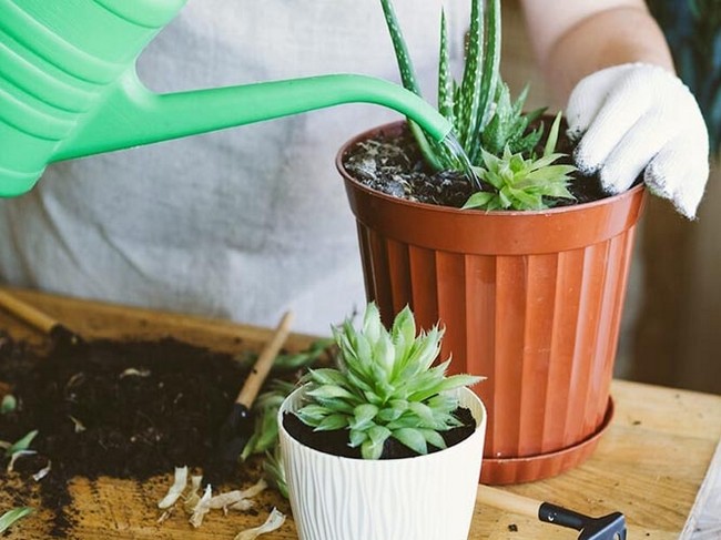 برنامه های مراقبت از گل در گوشی