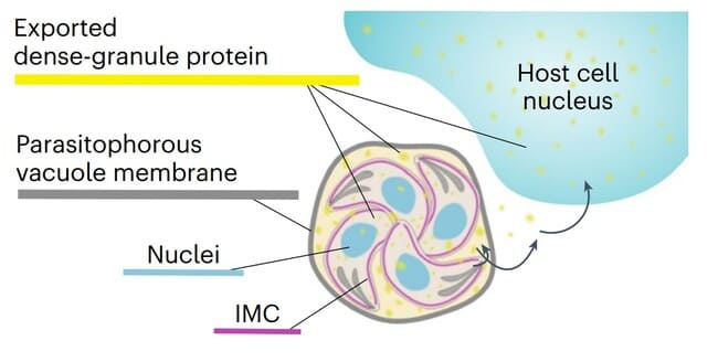 شیوه رساندن دارو به سلولهای مغزی