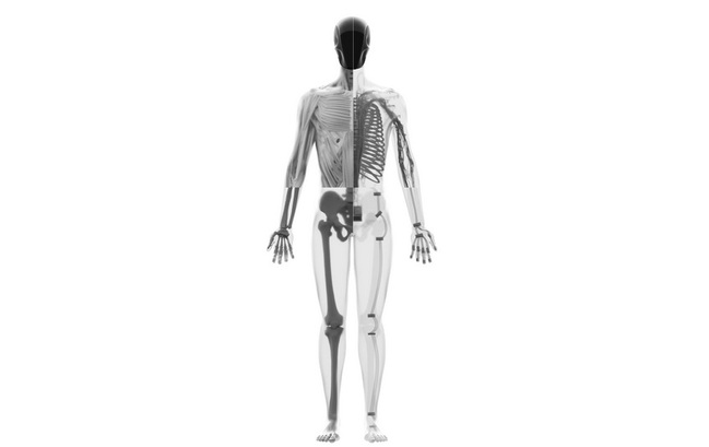 سیستم عصبی و عضلانی کلون آلفا