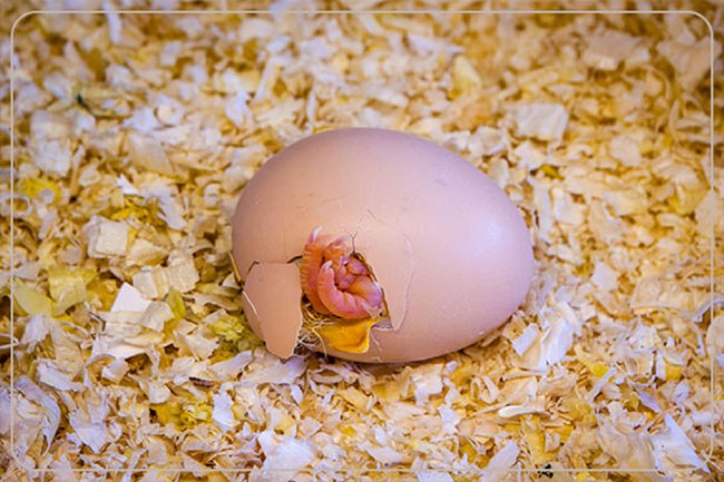 دستگاه جوجه ‌کشی دارای ستر و هچر همزمان چگونه کار می کند؟