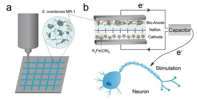 باتری باکتری
