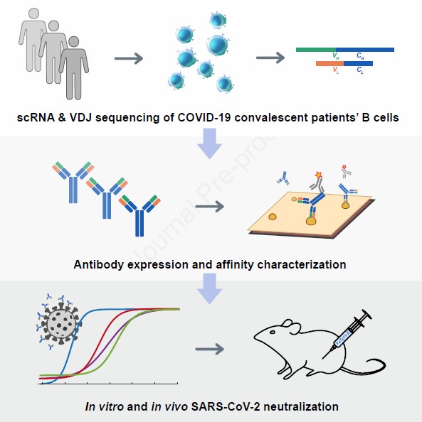 Antibody-2.jpg