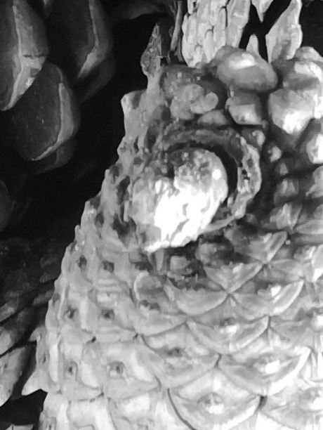 دوربین های چندگانه گوشی