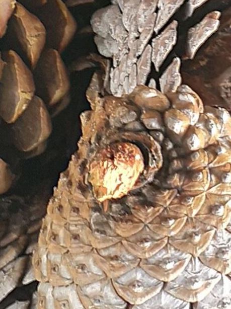 مهمترین کاربرد دوربین های چندگانه گوشی چیست؟