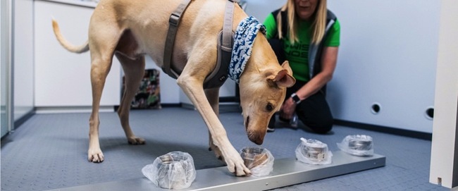 coronavirus-dog-sniffing-helsinki-airport.jpg