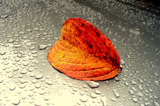 ترفند عکاسی در پاییز