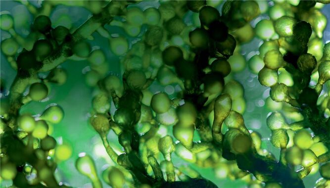 جلبک ها می‌توانند با فوتوسنتز انرژی سیستم ها iot را تامین کنند