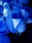 آواتار Blue Rose