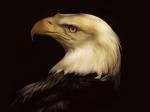 آواتار seyedaha آواتار seyedaha