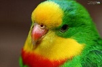 آواتار ali-goli