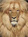 آواتار homayoonk2